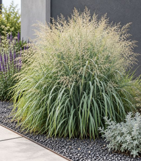 Panicum virgatum ‘Niagara Falls’